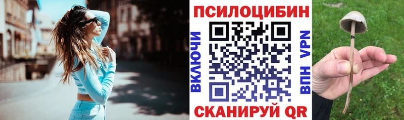 Псилоцибиновые грибы Psilocybe как найти закладки Светлогорск